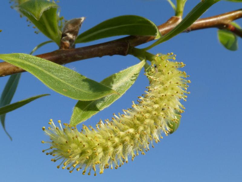 Blütenstand der Salix Fragilis