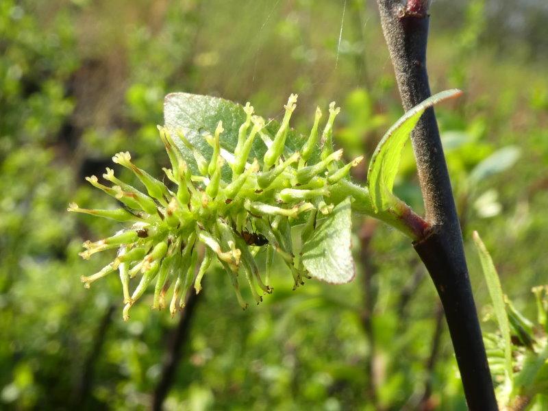 Salix nigricans, Schwarzwerdende Weide, Blüte
