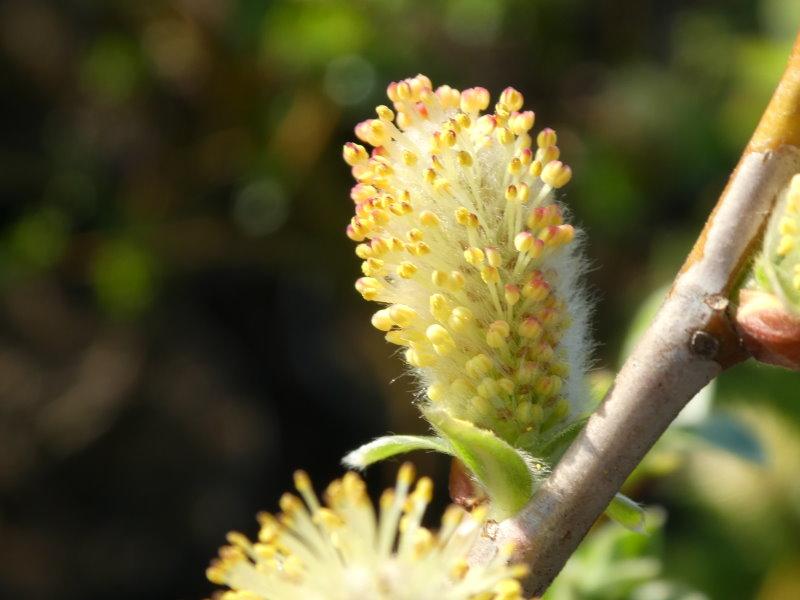Blüte der Salix schraderiana, Zweifarbige Weide