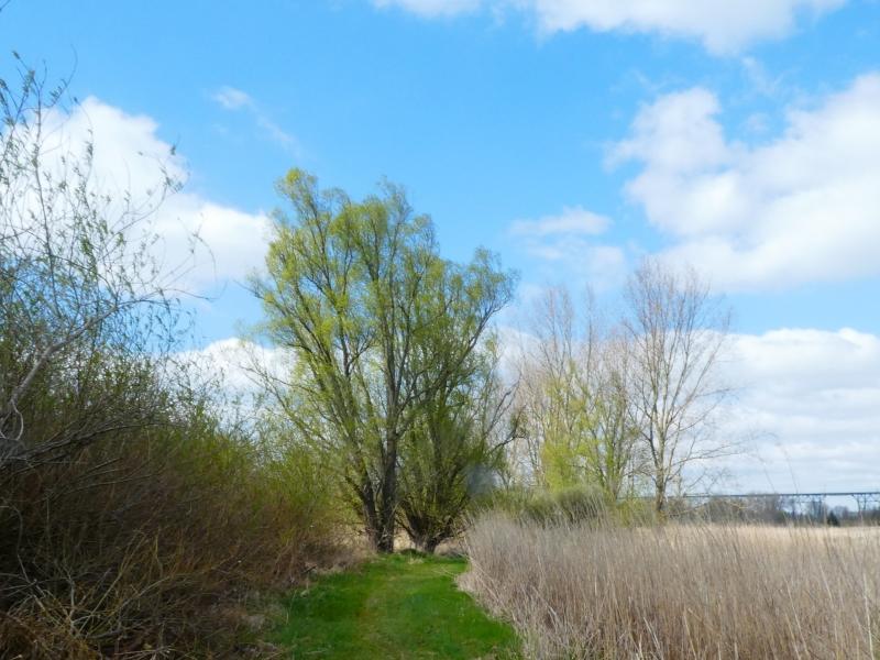 Alte Weißweiden im April