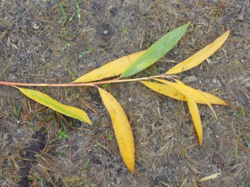 Herbstlaub der Silberweide Belders