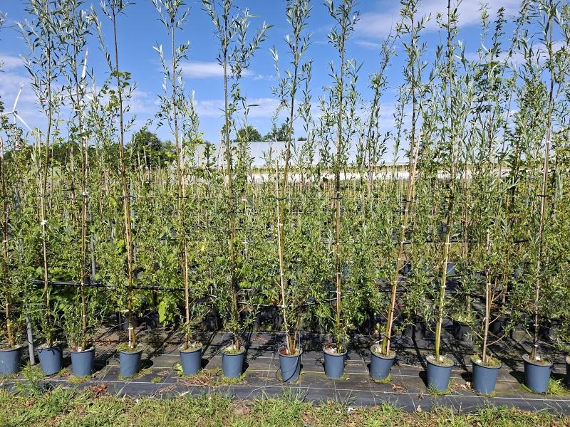 Salix alba Belders
