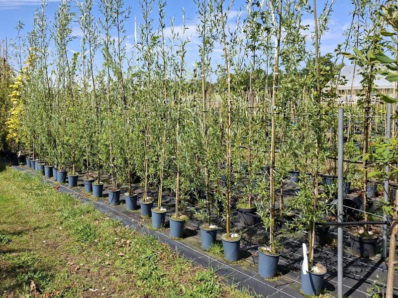 Salix alba Belders