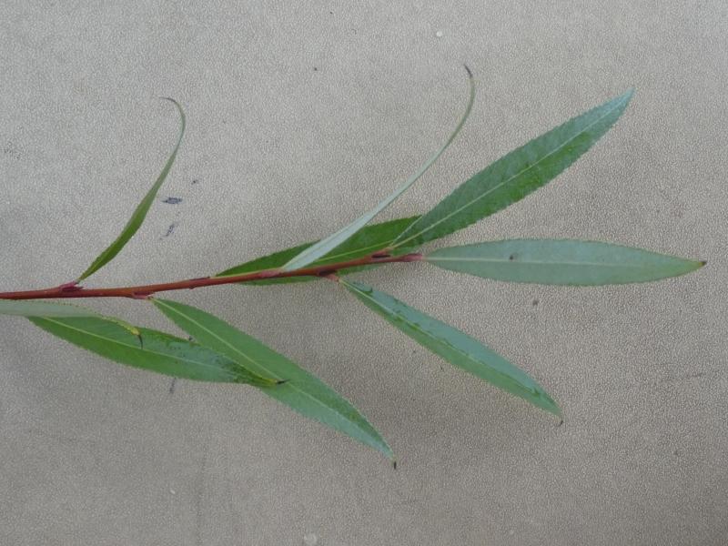 Rotbrauner Trieb der Weißweide Belders