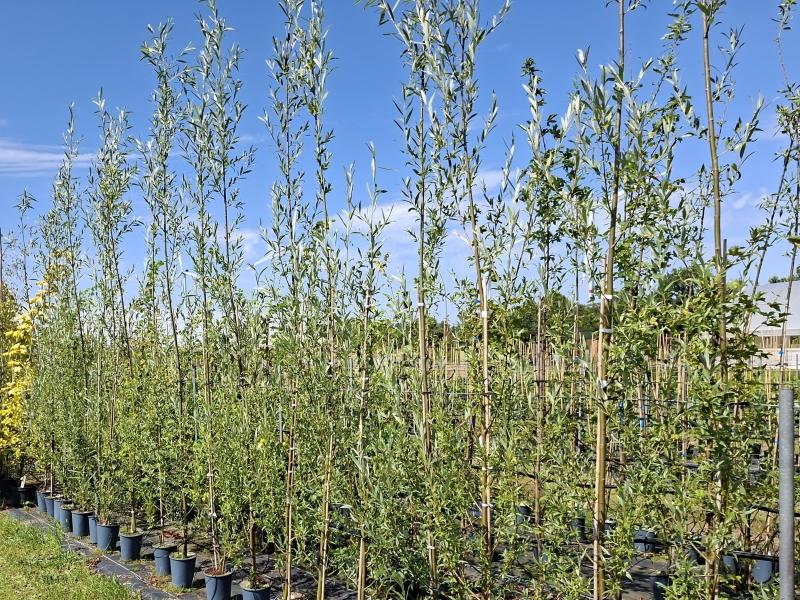 Salix alba Belders