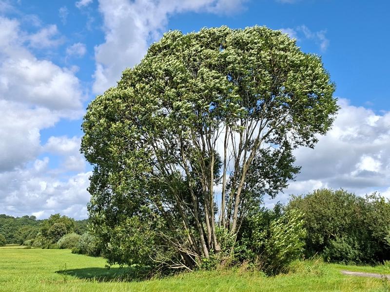 Lorbeerweide in der freien Landschaft