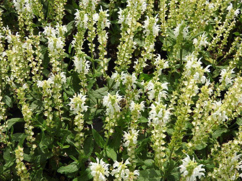 Dekorative Wirkung des Salvia nemorosa Adrian