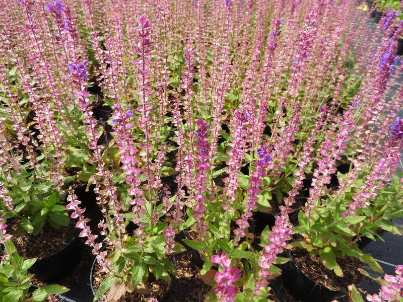Salvia nemorosa Ostfriesland in ganzer Blütenpracht