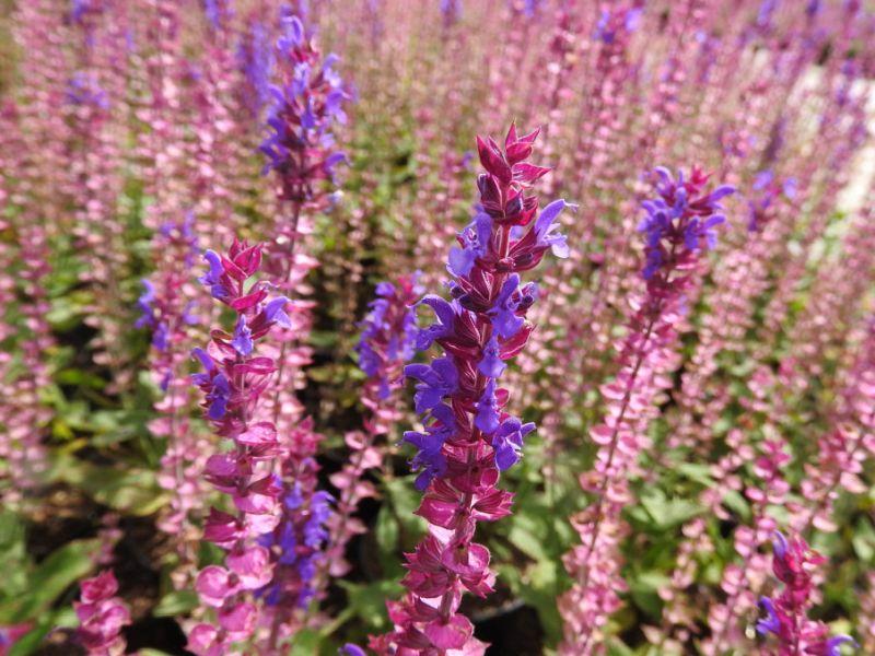Leuchtende Farben des Salvia nemorosa Ostfriesland