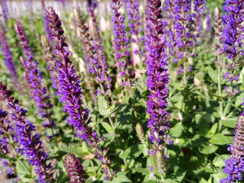 Violette Blüten des Steppen-Salbei Ostfriesland