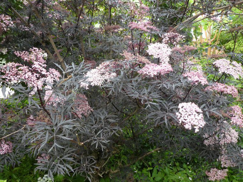 Sambucus nigra Black Lace®