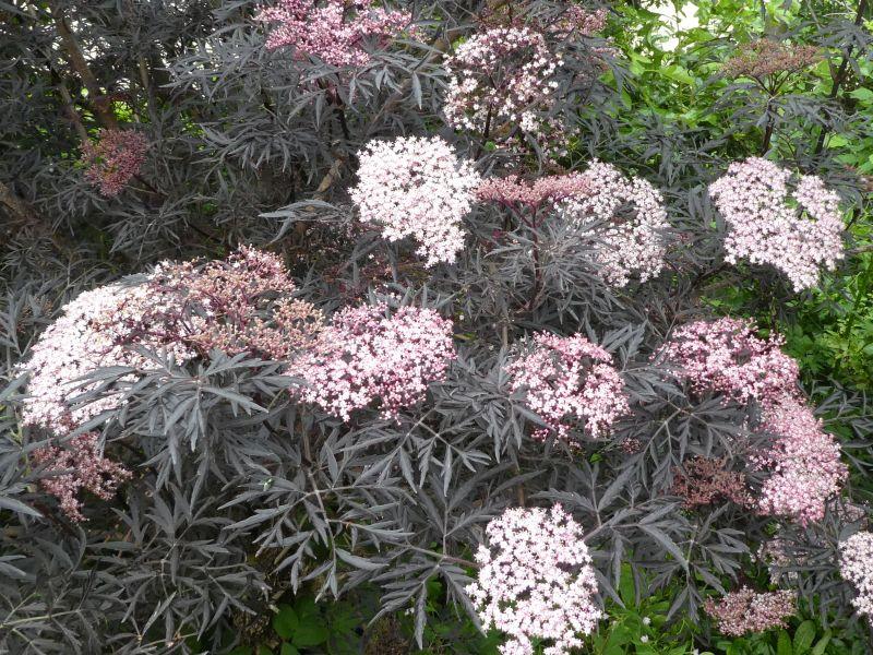 Sambucus nigra Black Lace®