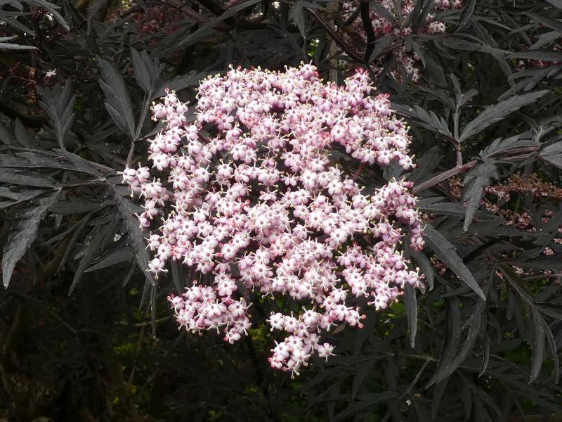 Sambucus nigra Black Lace®