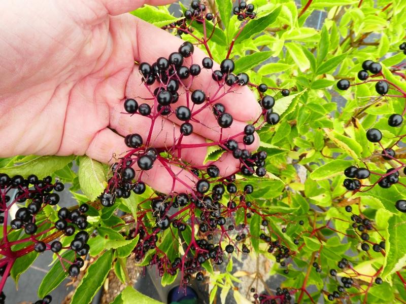 Auch Vögel lieben die Früchte des Großfrüchtigen Holunders Korsor