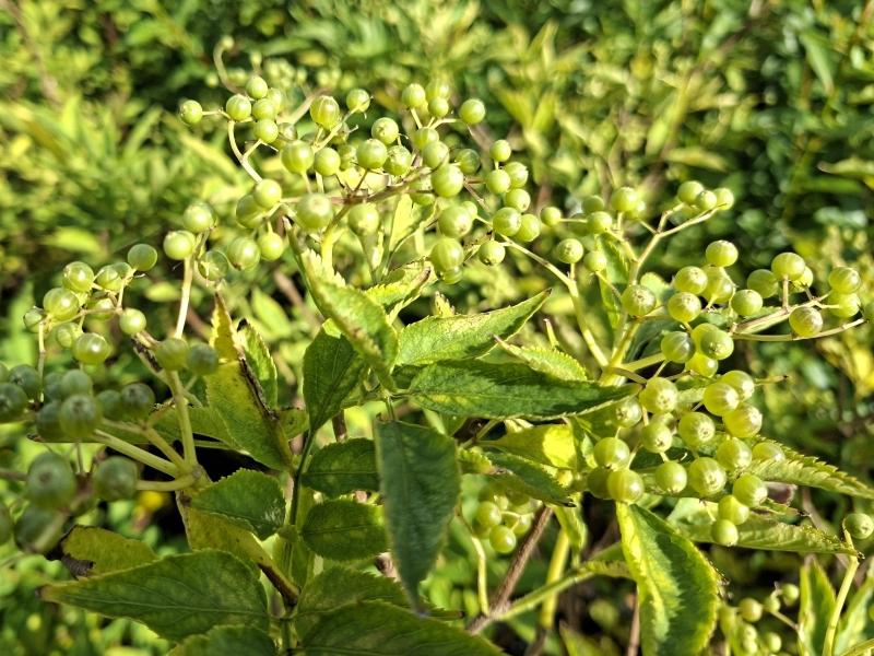 Holunder Viridis mit grünen Früchten