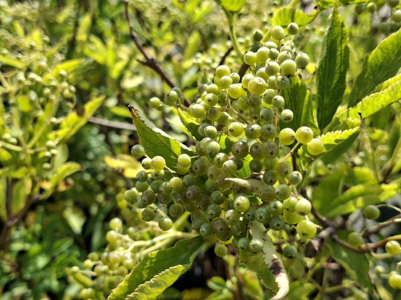 Grünfruchtender Holunder Viridis