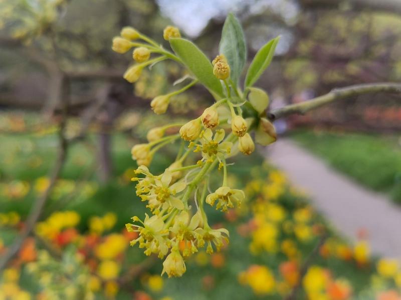 Gelbblühender Baum: der Sassafras albidum