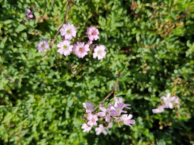 Rosablühendes Schleierkraut