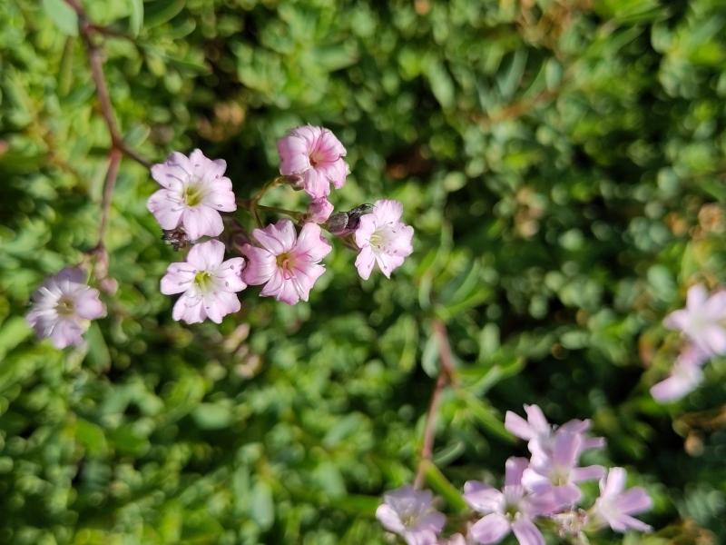 Teppich-Schleierkraut - rosa Blüten