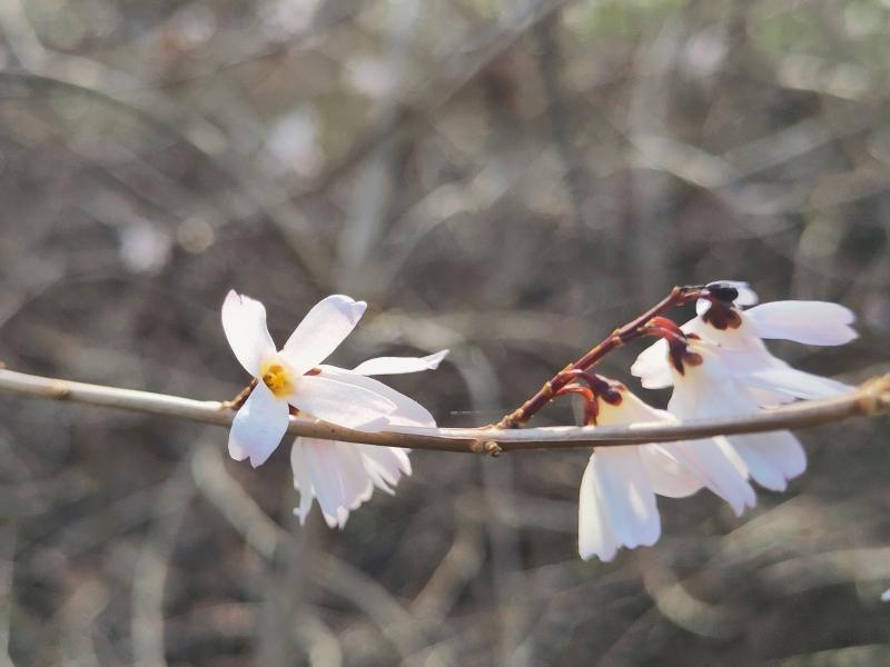 Vinterbuske, Abeliophyllum distichum