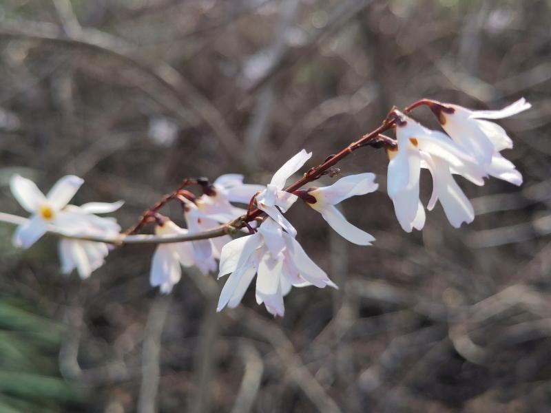 Vinterbuske, Abeliophyllum distichum