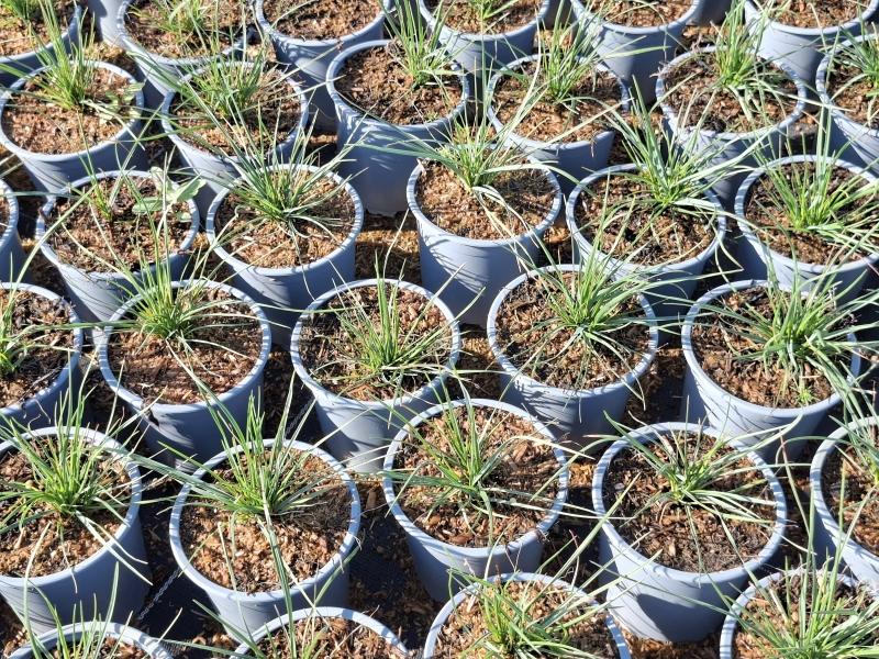 Atlantisk älväxing, Sesleria caerulea