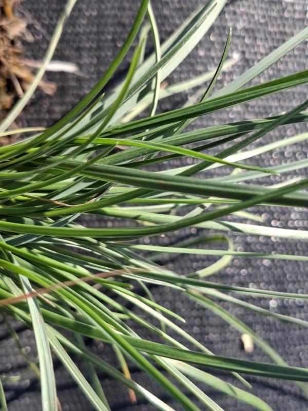 Atlantisk älväxing, Sesleria caerulea