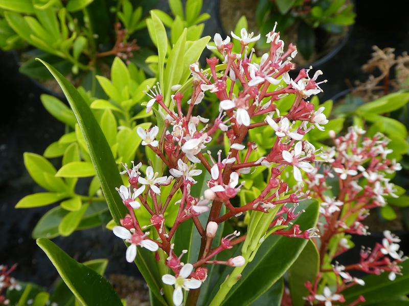 Weiße Blüten der Blüten-Skimmie Rubella