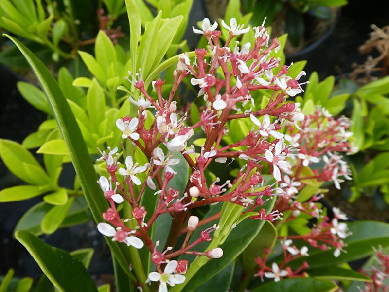 Die roten Knospen der Blüten-Skimmie Rubella verwandeln sich in weiße Blüten.