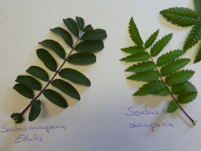 Unterschied Sorbus aucuparia vs Sorbus aucuparia Edulis