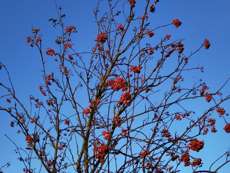 Die Vogelbeere im Winter