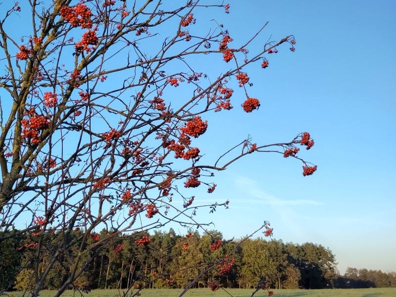 Eberesche im November