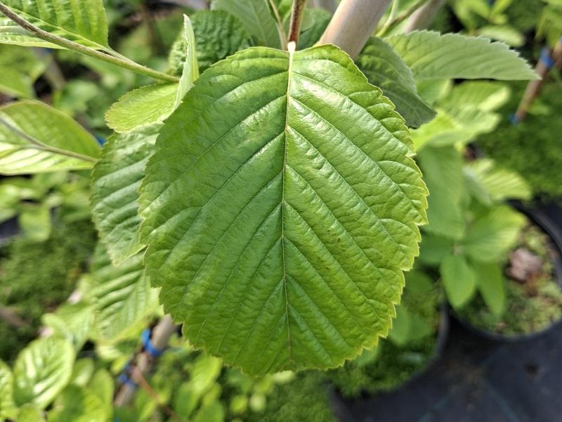 Vitoxel, Sorbus aria