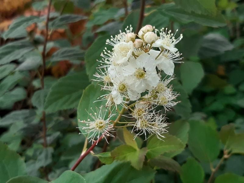 Spiraea chamaedryfolia, kvastspirea, Spiraea flexuosa