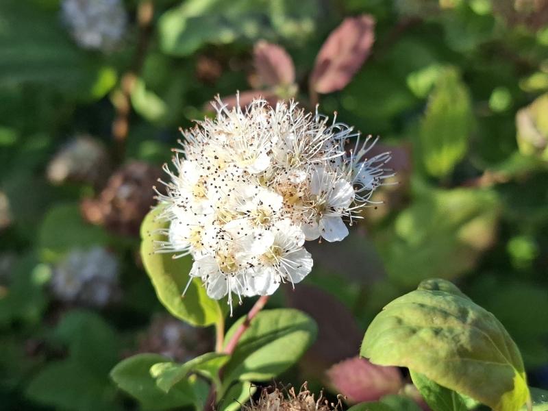 Spiraea chamaedryfolia, kvastspirea, Spiraea flexuosa