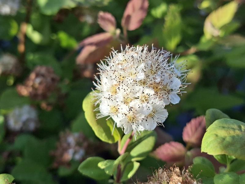 Spiraea chamaedryfolia, kvastspirea, Spiraea flexuosa