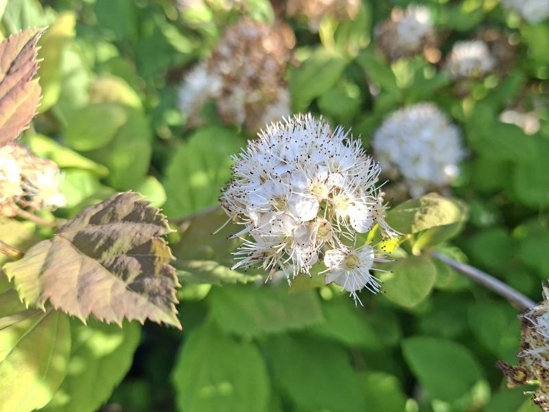 Spiraea chamaedryfolia, kvastspirea, Spiraea flexuosa