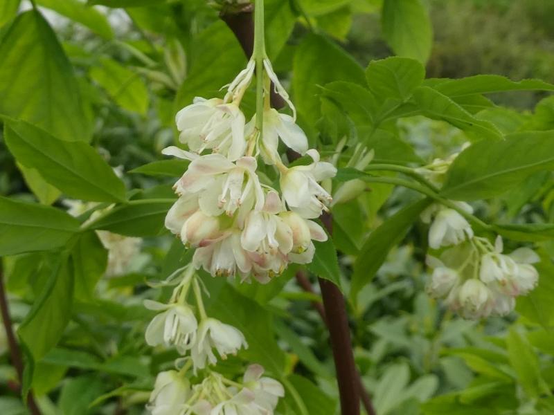 Weiße Blüten der Pimpernuss