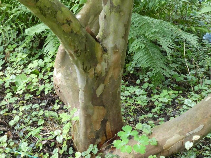 Interessante Rinde der Stewartia pseudocamellia, Scheinkamelie