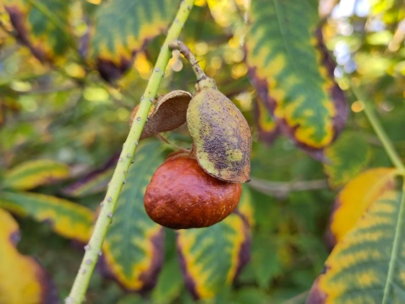 Frucht der Strauchkastanie