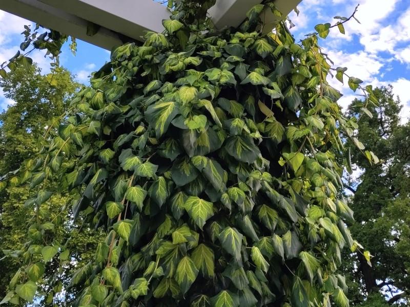 Hedera colchica Sulphur Heart