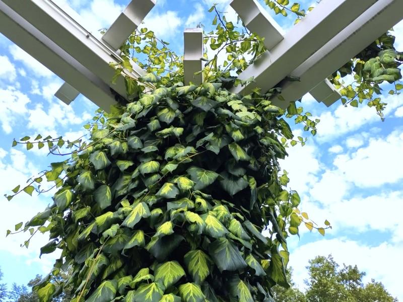 Hedera colchica Sulphur Heart