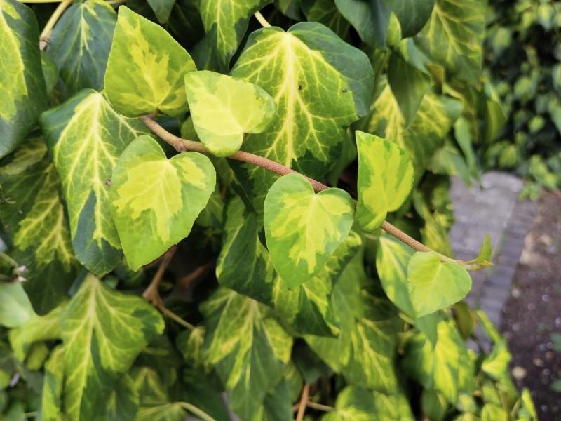 Hedera colchica Sulphur Heart