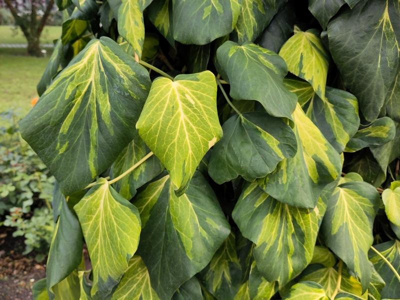 Hedera colchica Sulphur Heart