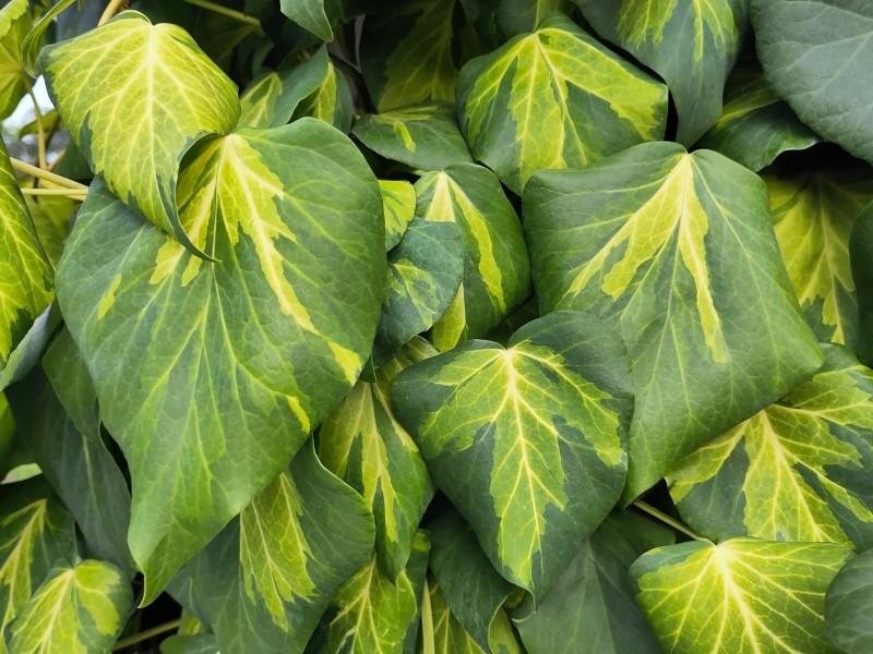 Hedera colchica Sulphur Heart