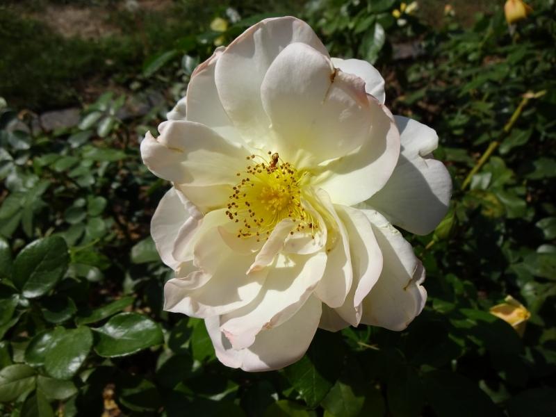 Rosa Sunstar ®