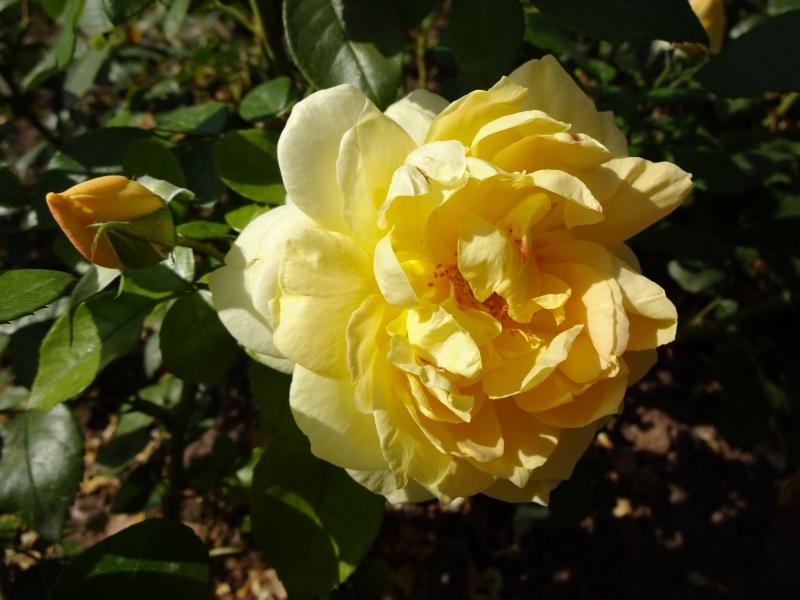 Rosa Sunstar ®