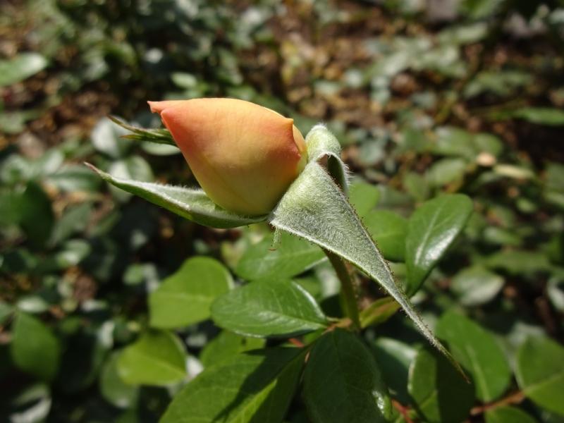 Rosa Sunstar ®