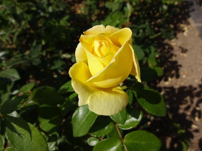 Rosa Sunstar ®