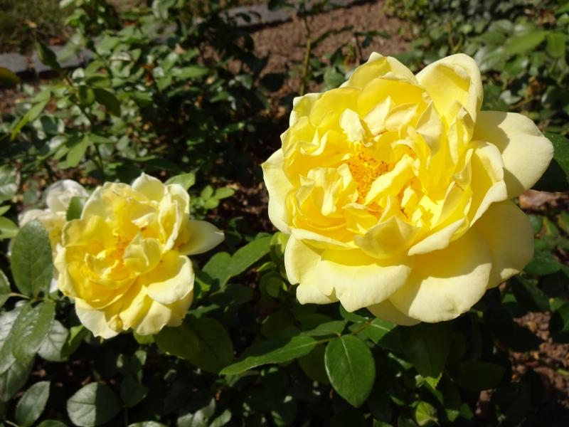 Rosa Sunstar ®